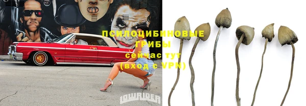 прущие грибы Инта